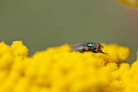 Fly sitting on yellow flower / Fliege sitzt auf gelber Blumeの写真素材