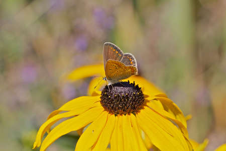 Butterfly on yellow flowerの写真素材