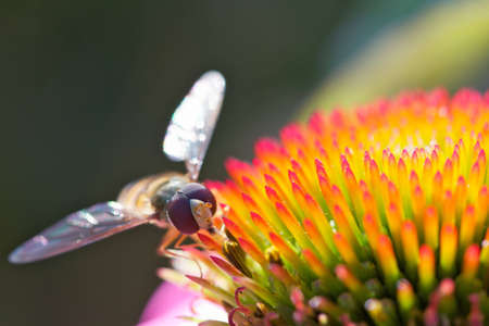 Hoverfly on beautiful glowing flowerの写真素材