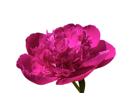 Red Rose isolatedの写真素材