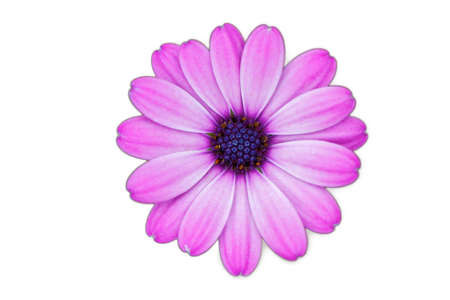 Marguerite isolatedの写真素材