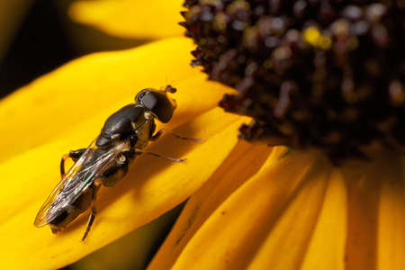 Hoverfly sitting on yellow flowerの写真素材