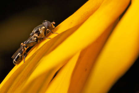 Macro closeup of hoverflyの写真素材