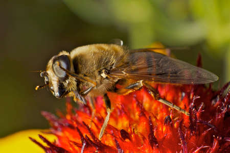 Dancing Hoverfly on colorful flower in extreme macro viewの写真素材