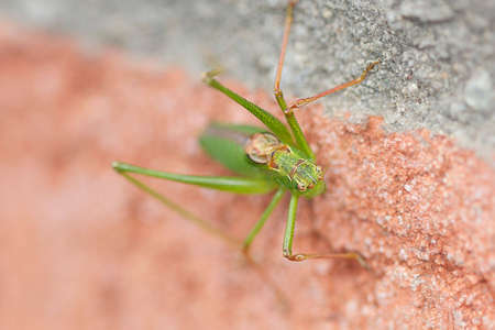 Grashopper in very detailed view sitting on tough backgroundの写真素材
