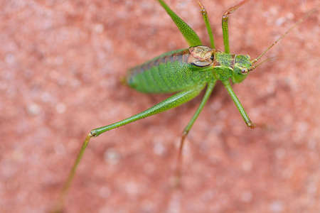 Grashopper in very detailed view sitting on tough backgroundの写真素材