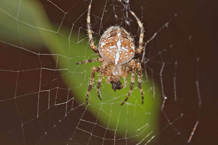 Spider in macro view in its net very closeup の写真素材