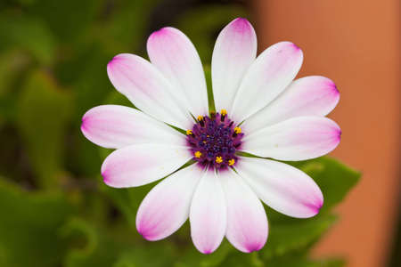 Beautiful Marguerite in closeup viewの写真素材