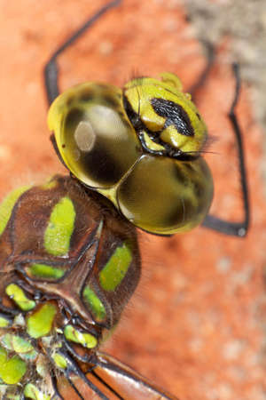 Dragonfly in very detailed macro viewの写真素材