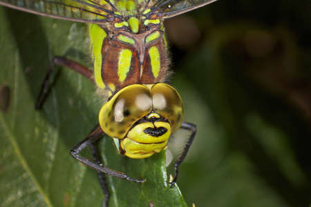 Dragonfly in very detailed macro viewの写真素材