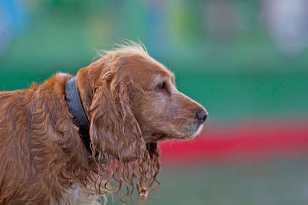 Dreaming dog in front of colorful backgroundの写真素材