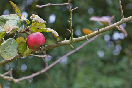 Lonely apple hanging on tree with some leafの写真素材
