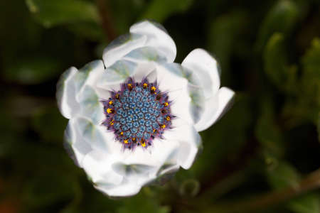 Beautiful Marguerite in closeup viewの写真素材