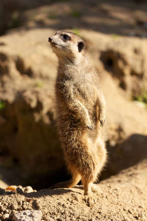 Meerkat watching the sky staying up on hit legsの写真素材