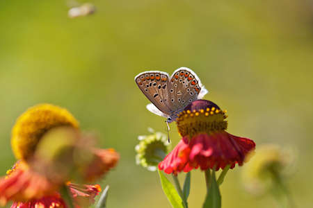 Butterfly sitting on colorful flowerの写真素材