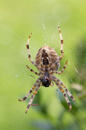 Detailed spider in the netの写真素材