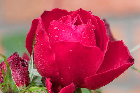 Beautiful red rode with intese color and raindropsの写真素材