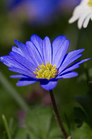 Blue Marguerite in closeup viewの写真素材
