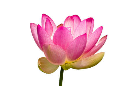 Beautiful Lily isolatedの写真素材