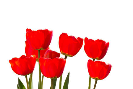 Red Tulips isolated in closeup viewの写真素材