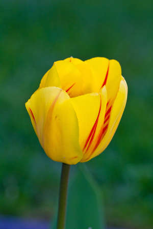 Yellow Tulip with blured background viewの写真素材