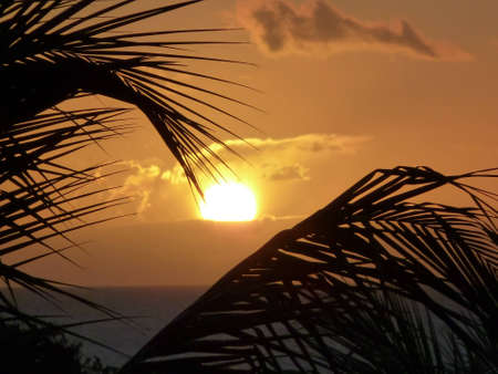 Beautiful sunset on Mauritius with palm in foregroundの写真素材