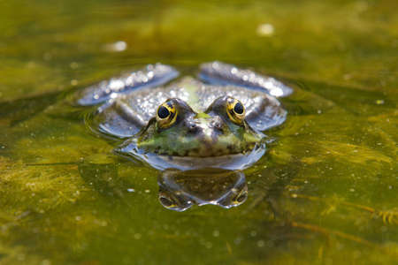 Frog in very closeup macro view with open eyesの写真素材