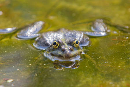 Frog in very closeup macro view with open eyesの写真素材