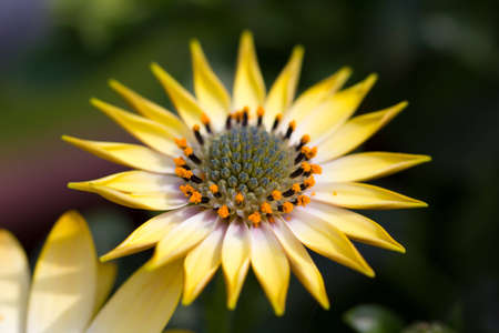 Yellow Marguerite in very closeup view and dark backgroundの写真素材