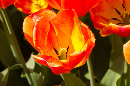 Beautiful red tulip in the evening sunlightの写真素材