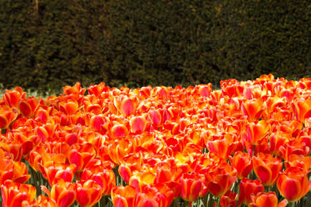 Field with a lot of red tulips in the evening sunの写真素材