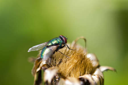 Fly sitting on flower in very close viewの写真素材
