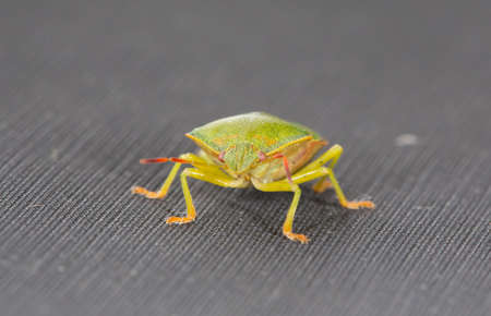 Green Bug closeupの写真素材