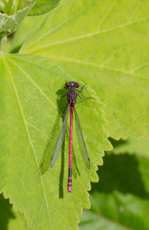 Dragonfly with red eyes