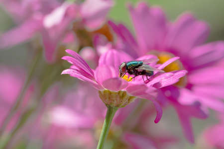 Beautiful fly on colorful flowerの写真素材