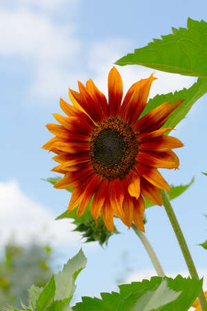 Beautiful Sunflowerの写真素材