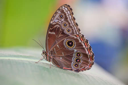 Colorful Butterfly closeup with mixed background colorsの写真素材