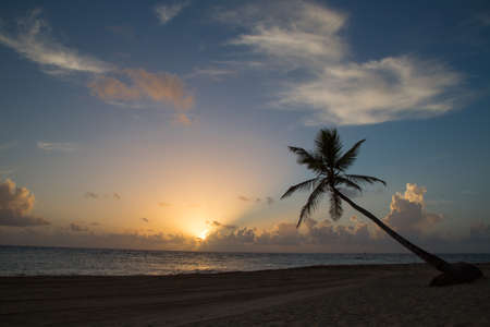 Tropical Sunrise at a beach with palmの写真素材