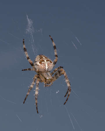 Detailed spider in the net with blue backgroundの写真素材
