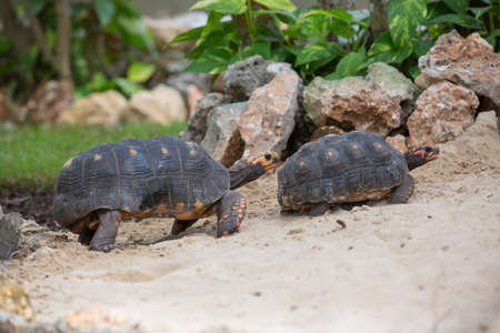 Turtle family is having race in the sandの写真素材