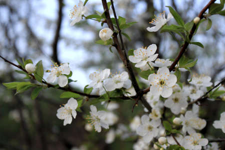 Cherry Blossoms