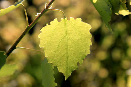 Leaf On A Branch