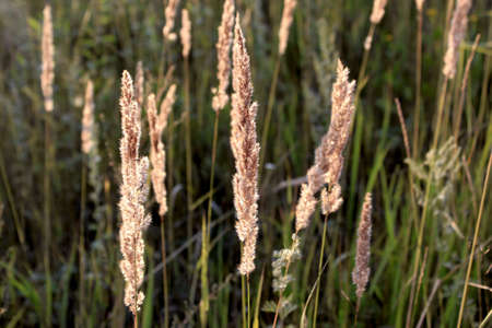 Spikelets in the sunlightの写真素材
