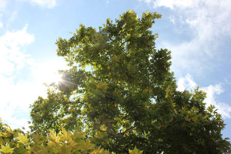 Park tree in the sunny summer morningの写真素材