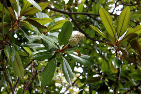 Cones in the forestの写真素材