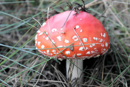 Amanita mushroom in the grassの写真素材