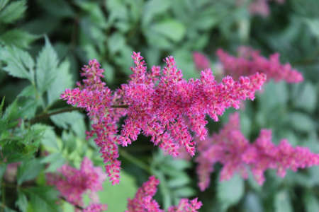 Pink flower in a meadowの写真素材