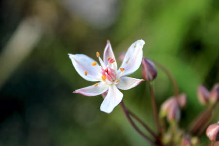White flower in a meadowの写真素材
