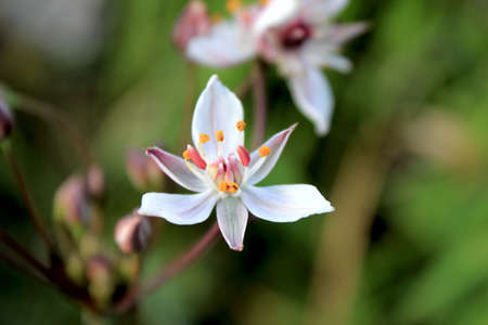 White flowers in a meadowの写真素材
