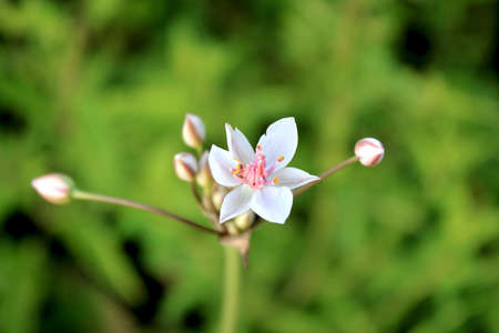 White flower in a meadowの写真素材